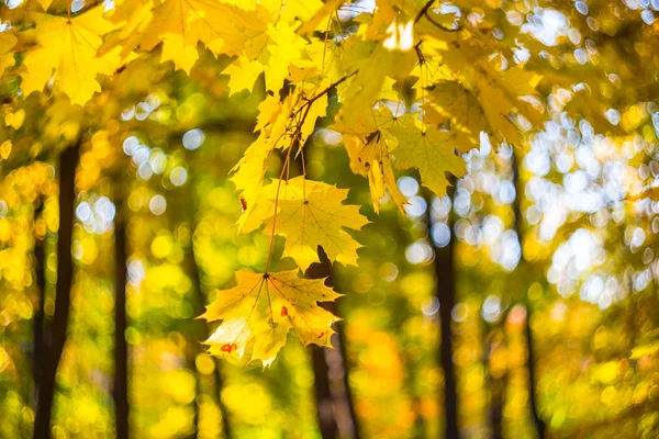 红色干燥秋天枫树森林场面 — 图库照片