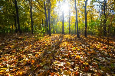 bir güneş ışığı güzel sonbahar akçaağaç parkta