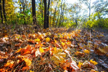 güneşli bir gün, güzel sonbahar orman