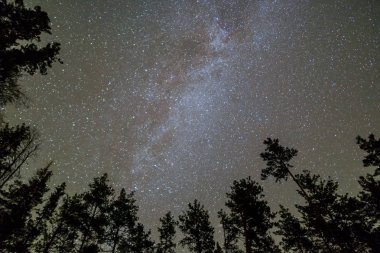 gece orman ve yıldızlı gökyüzünün