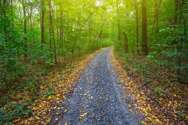 sonbahar bir orman yoluyla yol