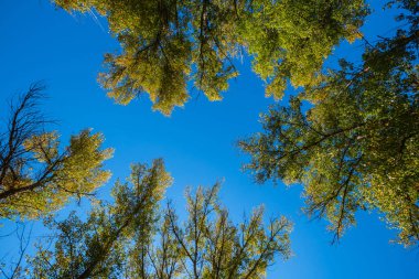 Aşağıdan bir yüksek ağaçlara görüntülemek