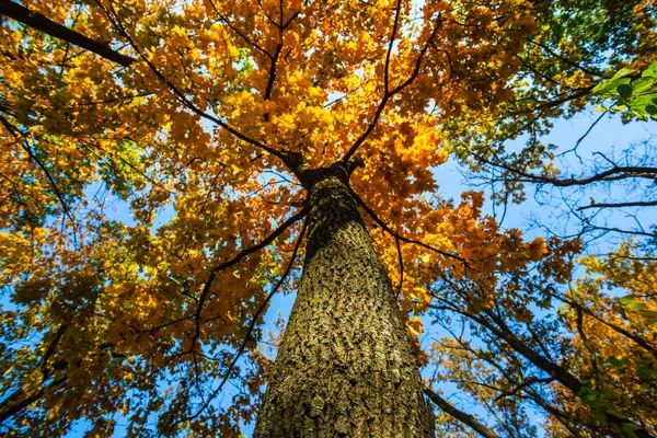 Primer Plano Rojo Seco Roble Otoño — Foto de Stock