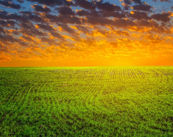 Champ Rural Vert Coucher Soleil — Photo