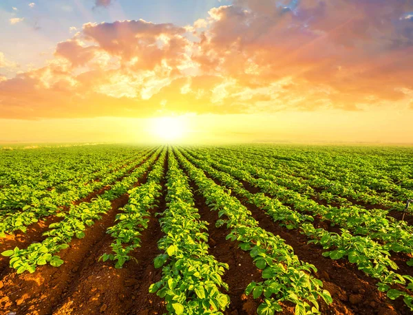 Cena Campo Batata Verde Pôr Sol — Fotografia de Stock