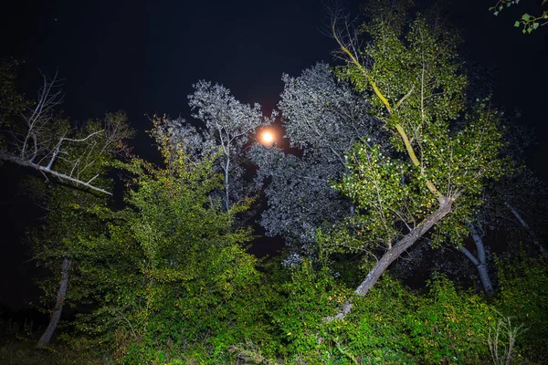 Natt Skog Och Fullmåne Landskap — Stockfoto