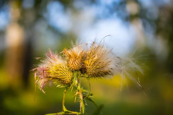 Primi Piani Fiori Autunno Secchi Una Foresta — Foto Stock