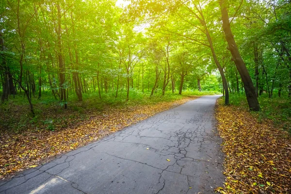 Asfalt Yol Bir Sonbahar Ormanı — Stok fotoğraf