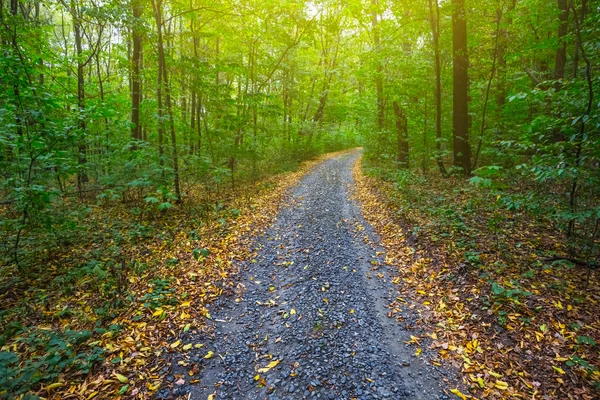 Estrada Através Uma Floresta Outono — Fotografia de Stock