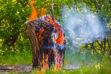 ağaç günlük yanık bir yangında