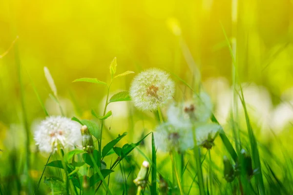 Closeup White Dandelion Flower Green Grass — Stock Photo, Image
