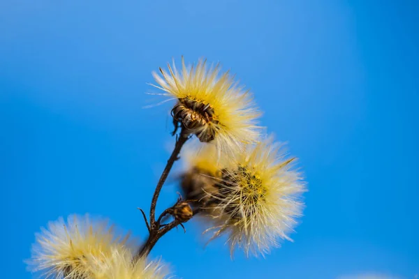 蓝色天空背景下的干燥秋季草原花卉特写 — 图库照片