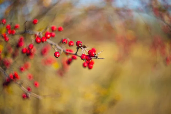 Closeup Red Ripe Hawthorn Bush Branch Berries — Stock Photo, Image