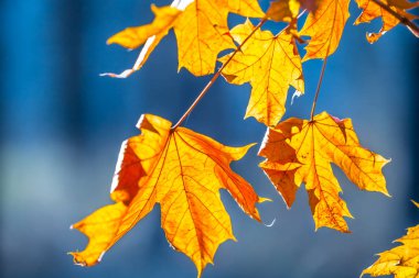 closeup kuru kırmızı akçaağaç yaprakları
