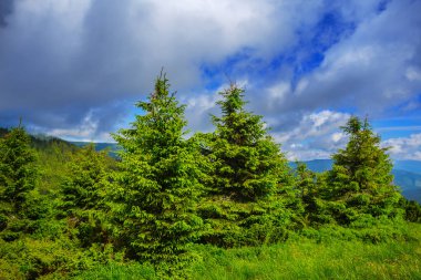 güzel yeşil dağ manzarası, yaz bulutlu gün, Ukrayna, Karpatlar