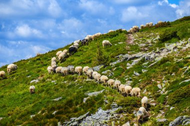 koyun sürüsü yürüyüş bir yeşil tepenin yamacında bir dağ geçidi