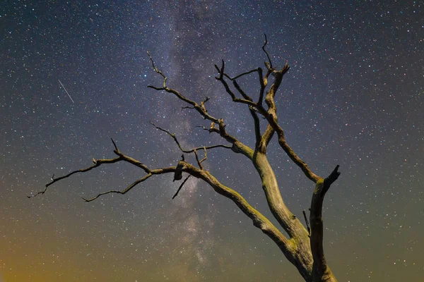 closeup kuru ağaç dalı Samanyolu ile bir gece gökyüzü arka plan üzerinde