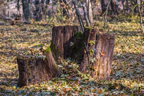 Erdő Öreg Stump — Stock Fotó