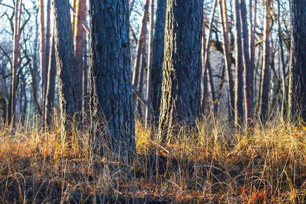 Vista Primer Plano Bosque Pinos — Foto de Stock