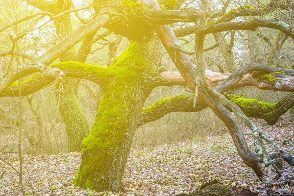 Bir Ormandaki Bir Moss Titredin Meşe Ağacı — Stok fotoğraf