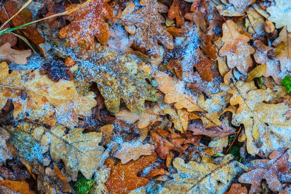 arka plan closeup kırmızı kuru sonbahar yaprakları