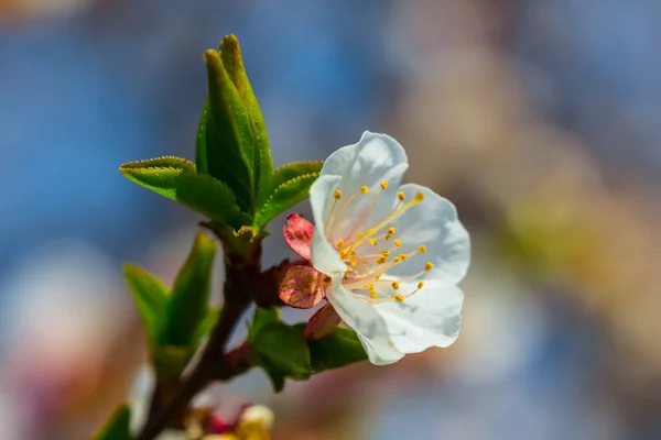 Closeup Beyaz Elma Ağacı Dalında Bir Çiçeği — Stok fotoğraf