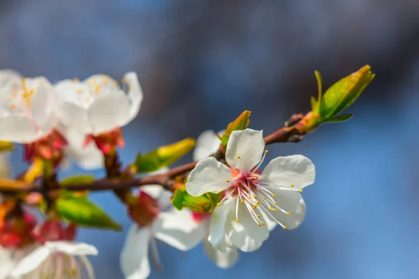 Gros Plan Branche Pommier Blanc Dans Une Fleur — Photo