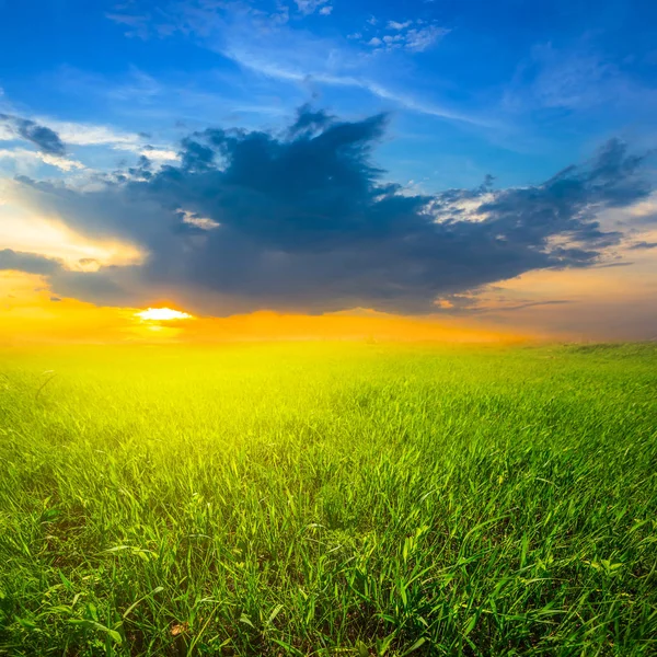 Gröna Landsbygden Fältet Molnig Himmel Solnedgången — Stockfoto