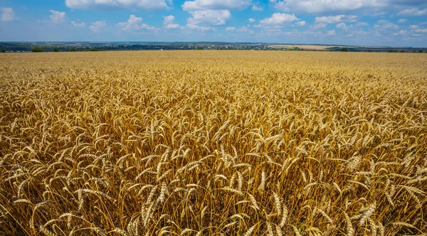 Wide Summer Wheat Field Landscape — Stock Photo, Image