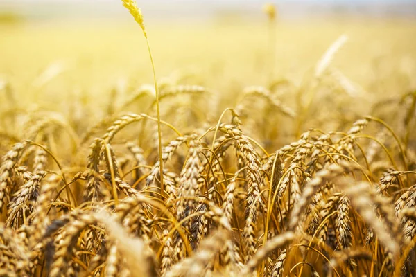 Primo Piano Campo Grano Estivo — Foto Stock