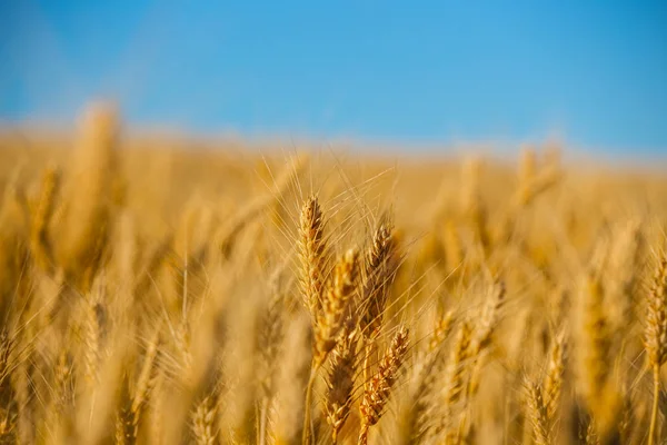 Parlak Yaz Gününde Yakın Çekim Buğday Tarlası — Stok fotoğraf