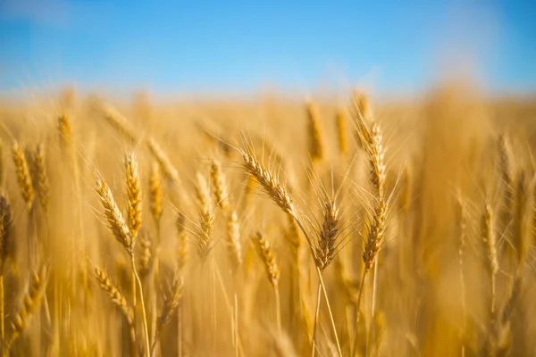 Крупный План Золотой Пшеницы — стоковое фото