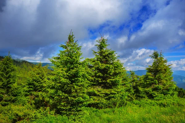 güzel yeşil dağ manzarası, yaz bulutlu gün, Ukrayna, Karpatlar