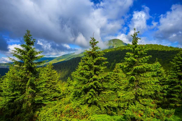 美しい夏の山の風景 Hoverla 山ウクライナ カルパティア山脈にビュー — ストック写真