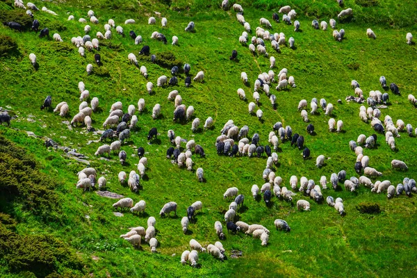 koyun sürüsü otlatmak üzerinde yeşil bir alana