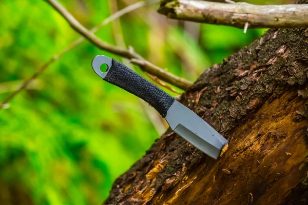 Wrzucanie Ciosu Nożem Drzewo — Zdjęcie stockowe