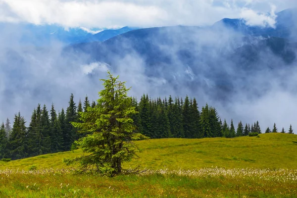 Scena Montagna Cima Verde Collina Una Fitta Nuvole Nebbia — Foto Stock