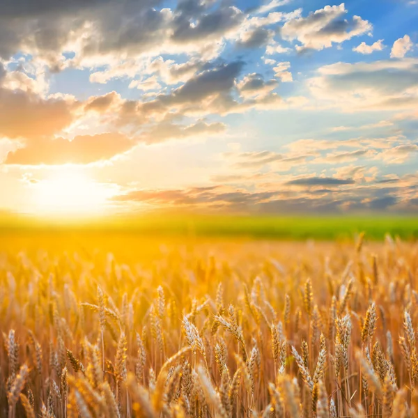 Wunderschönes Weizenfeld Bei Sonnenuntergang — Stockfoto