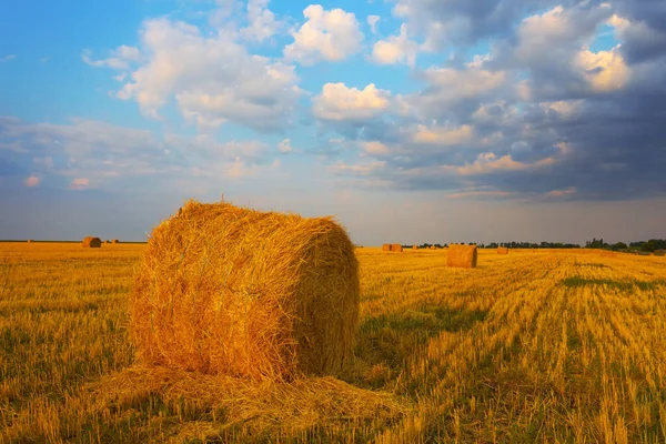 Sommerweizenfeld Szene Nach Der Ernte — Stockfoto