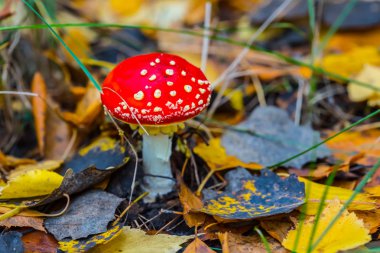 tatlı kırmızı flyagaric mantar kuru yapraklar arasında