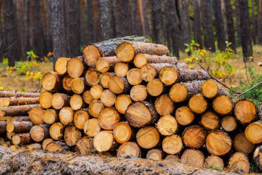 bir ormandaki çam ağaç gövdesi yığını