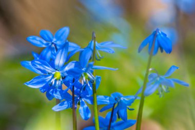 bir ormandaki closeup mavi bahar çiçekleri