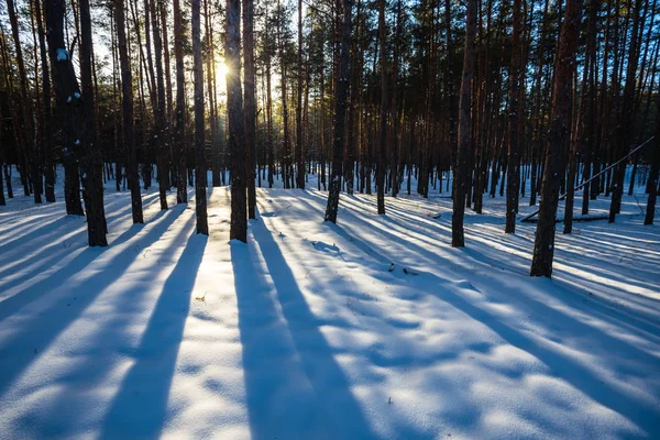 Las Sosnowy Snowbound Zimy Promienie Słońca — Zdjęcie stockowe
