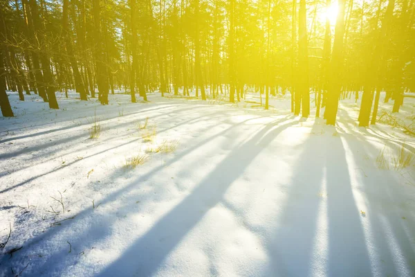 Długie Cienie Zimowym Lesie Jasny Dzień — Zdjęcie stockowe