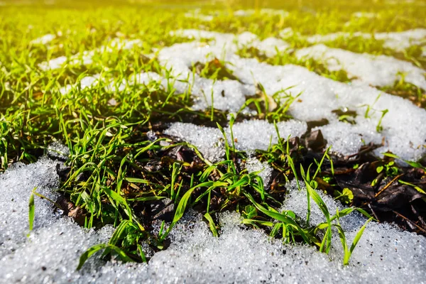 Hermoso Primer Plano Verde Brotes Hierba Empujar Través Una Nieve — Foto de Stock