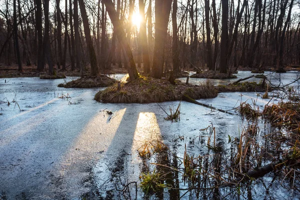 Skogen Bland Våren Smältande Vattnet Scen Solnedgången — Stockfoto