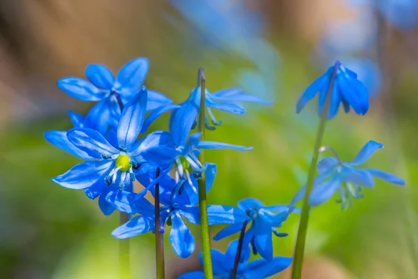 Closeup Blue Spring Flowers Forest — Stock Photo, Image