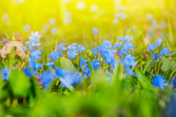 Closeup Beautiful Blue Spring Snowdrop — Stock Photo, Image