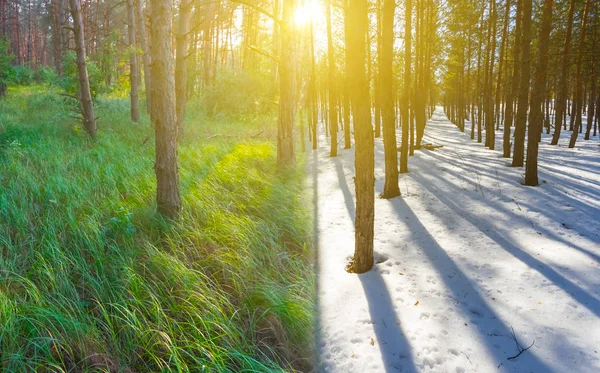 winter and summer forest at the sunset collage