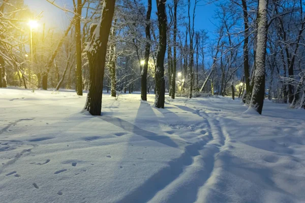 Vinterparken Insnöade Natten — Stockfoto